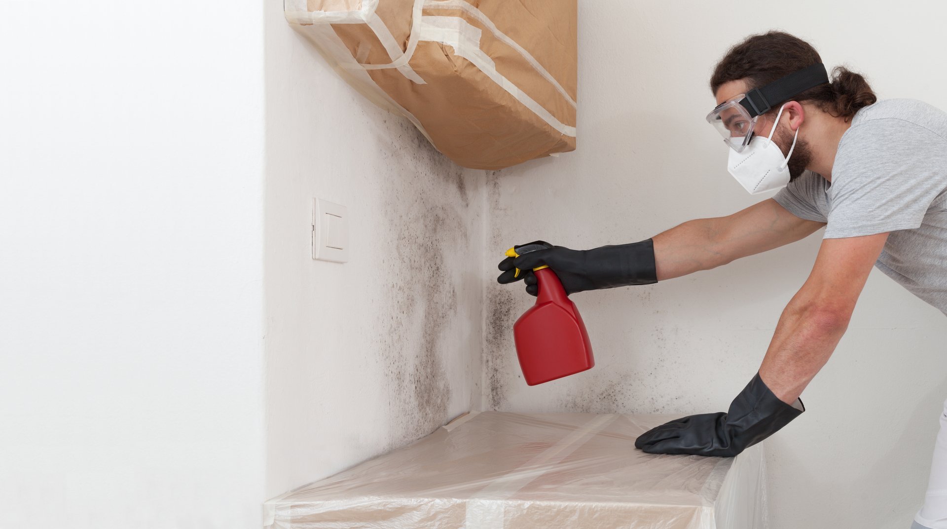 Professional mold remediation service
